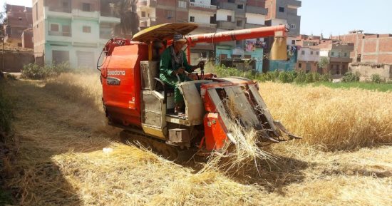 استمرار حصاد محصول القمح بالشرقية.. والمزارعون: هامش الربح مرضى للجميع