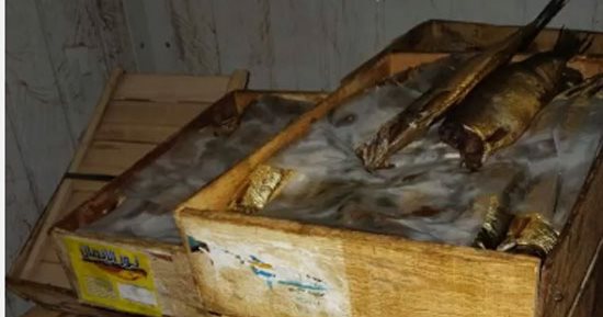 تفاصيل ضبط 20 طن رنجة وأسماك غير صالحة الاستخدام الآدمى فى الشرقية.. فيديو