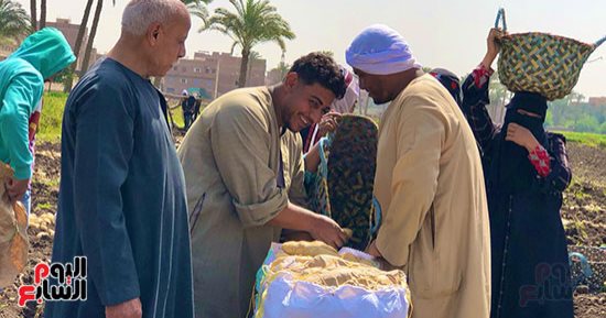 يوم الحصاد الكبير.. محصول البطاطس يرسم البهجة على وجوه الفلاحين
