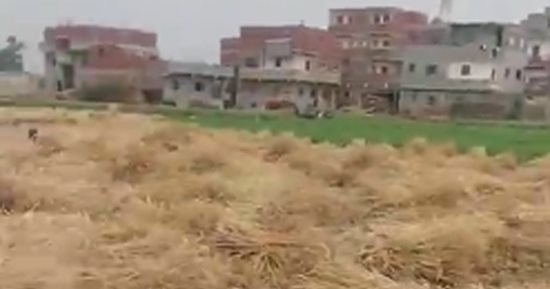 شاهد حصاد محصول القمح سنابل الذهب بغيطان الشرقية