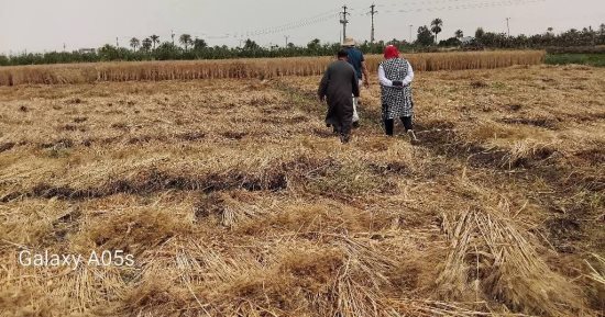 وكيل وزارة الزراعة بالمنيا: المساحة المنزرعة قمح بلغت 213 ألف فدان