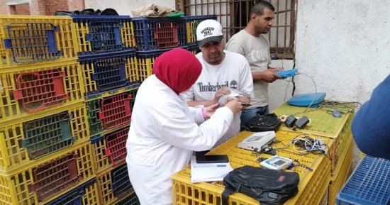 بيطرى القليوبية يحصن 1100 حمامة زاجل قبل الانطلاق للسباق بمحطة سيدى برانى
