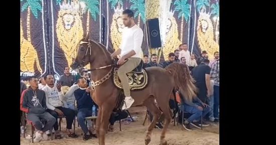 جماليات رقص الخيول.. فعاليات كرنفال الموجى لعرض مهارات الحصان العربي 