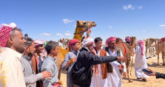 سباقات الهجن تعود إلى العريش.. تراث يتجدد.. فيديو