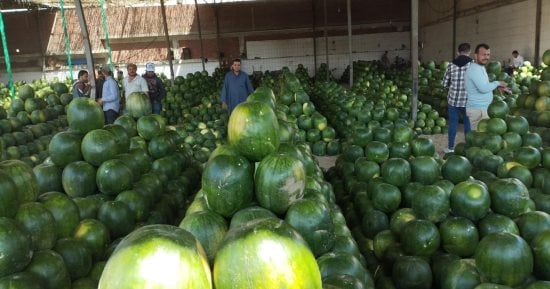 بشاير الصيف هلت.. شوادر البطيخ تزين الإسكندرية