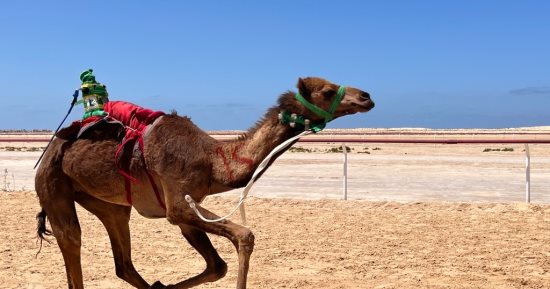 الهجن تتألق فى العريش.. مهرجان تراثى فى شمال سيناء يفتح أبواب السياحة وينعش ذاكرة أرض الفيروز.. الفعاليات بمضمار العريش أطول ميدان للهجن فى مصر.. عروض من السباقات شاركت فيها الإبل العربية الأصيلة