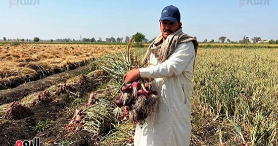 البصل الأحمر نور الغيطان..فرحة أهالى الدقهلية بموسم الحصاد