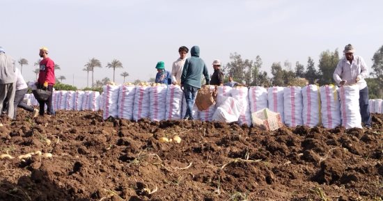 الفرحة تملأ مزارع القليوبية خلال حصاد البطاطس 