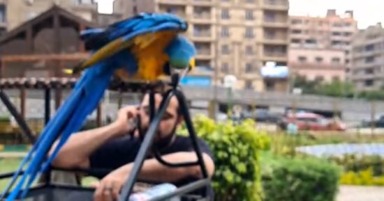 عالم الطيور العجيب في حديقة ابن سندر.. كل ما يخطر ببالك وأكثر.. فيديو