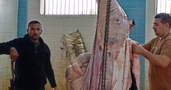 رئيس مدينة العريش: تطوير مجزر المدينة ورفع كفاءته قبيل حلول عيد الأضحى