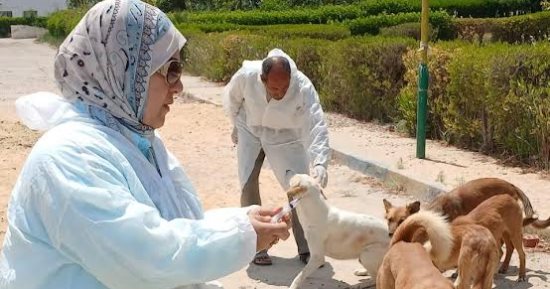 الطب البيطري بالإسماعيلية يحصن الكلاب الضالة ضد مرض السعار