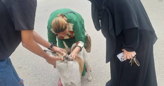 بيطرى الإسماعيلية يتابع حملاته المكثفة لتحصين الكلاب الضالة ضد مرض السعار