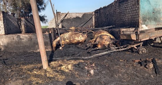 نفوق 12 رأس ماشية وحصان فى حريق حظيرة مواشى عشوائية فى طوخ