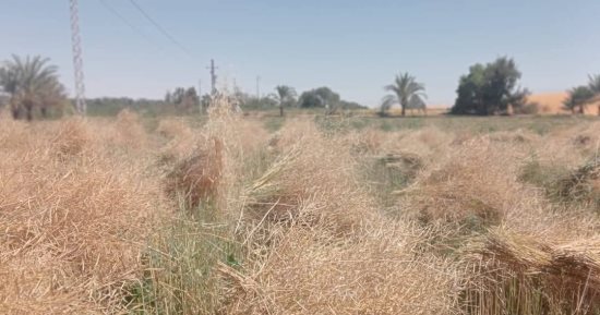 نجاح زراعة محصول الكانولا بالوادى الجديد تحت إشراف قطاع الزراعة لإنتاج أفضل زيوت الطعام الصحية.. حقول إرشادية لاختبار أجود البذور بإنتاجية تصل إلى 1500 كيلو للفدان.. وخطة للتوسع فى زراعة المحصول.. صور