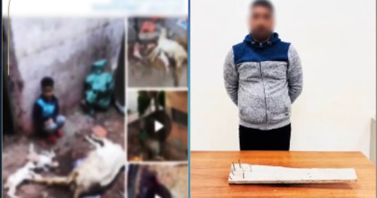 ضبط المتهم بالتعدى على الكلاب الضالة فى شبراخيت بالبحيرة.. فيديو