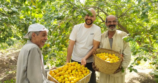الثمرة الذهبية.. مشمش العمار يتلألأ على الأشجار.. اعرف إزاي تفرقه عن الجبلاوي؟