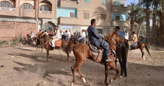 غبار الأرض شاهد على النزال.. منافسة الخيالة في مولد أبو عامر بقنا.. لايف