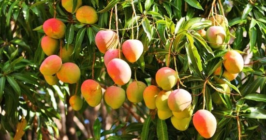 تليفزيون اليوم السابع يستعرض بشاير المانجا تُطرح فى مزارع الإسماعيلية