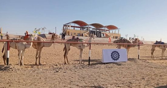 كل الطرق تؤدى إلى الوادى الجديد.. نادى الهجن الدولى بالخارجة يستعد لفعاليات دولية مرتقبة.. مضمار بطول 5 كيلو ومنصة رئيسية وأخرى للجمهور وقرية تراثية.. ومستشار رئيس الجمهورية للتنمية المحلية يشيد بالخدمات.. صور