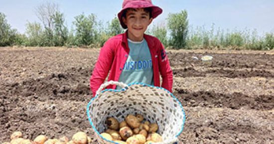 فرحة الصغار والكبار فى موسم حصاد محصول البطاطس فى غيطان الشرقية.. "كارا" أشهر الأنواع ومطلوب للتصدير.. موسم يوفر مصدر رزق لعاملات اليومية.. إنتاجية الفدان من 8 لـ11 طنا والسعر من 8 لـ10 جنيهات للكيلو.. فيديو