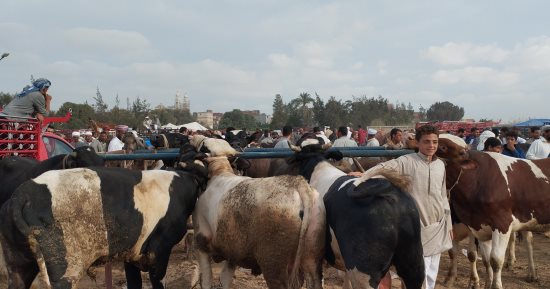 فاضل 20 يوم على عيد الأضحى.. اعرف أنواع العجول فى سوق العامرية بالإسكندرية