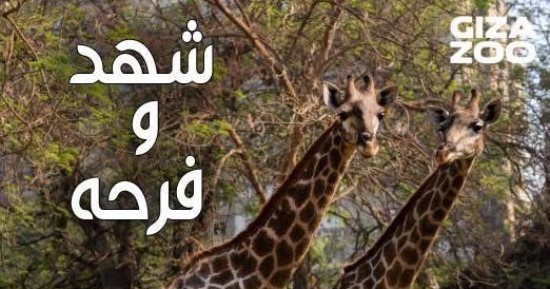 حديقة الحيوان بالجيزة تحتفل بعيد ميلاد الزرافتين شهد وفرحة