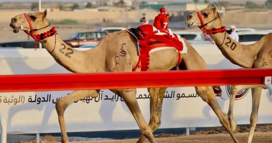مهرجان ختامي الوثبة 2025 للهجن في أبوظبي يتواصل وسط أجواء تنافسية وتراثية