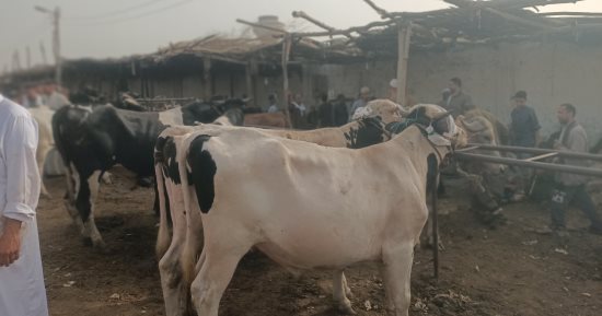 صندوق التأمين على الثروة الحيوانية يطلق قافلة بيطرية لدعم صغار المربين بالبحيرة