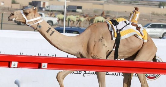 ميدان نجران للهجن يقيم سباق سن "الحقايق" غدا