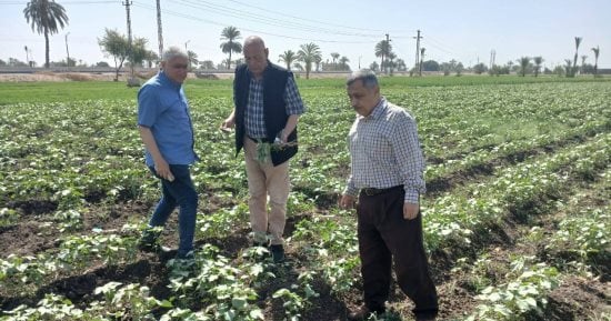 محافظ أسيوط: الإرشاد الزراعى أولوية ومحور رئيسى لضمان جودة وسلامة المحاصيل