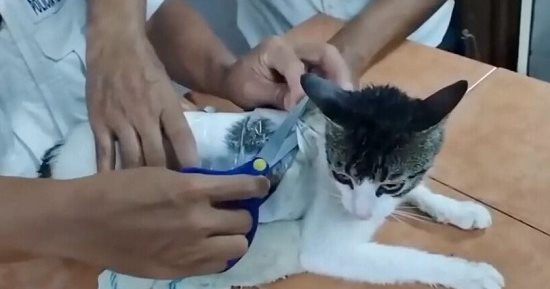القبض على قطة بتهمة تهريب مخدرات إلى سجن بكوستاريكا.. اعرف التفاصيل