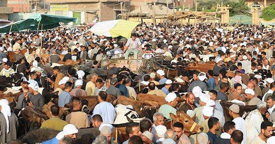 إقبال كثيف على سوق مزغونة بالبدرشين لشراء الأضاحي