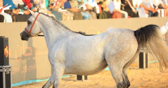 محافظ كفرالشيخ يكرم الفائزين فى ختام مهرجان الخيول العربية الأصيلة