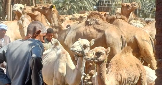 أسعار الجمال تبدأ بـ35 ألف جنيه و"البيع بالحبل" فى سوق دراو بأسوان.. فيديو
