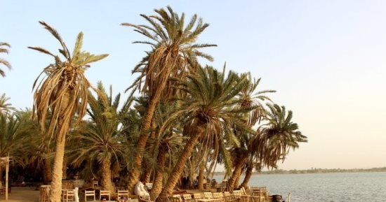 النخلة في الحضارات القديمة.. بين القداسة والتجارة
