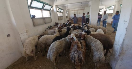 زراعة البحر الأحمر توفر خراف الأضاحى.. تعرف على سعر الكيلو