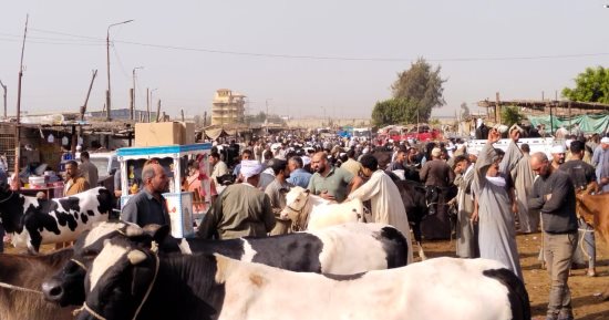 إقبال كبير فى سوق المواشى ببنها قبل عيد الأضحى المبارك.. فيديو وصور