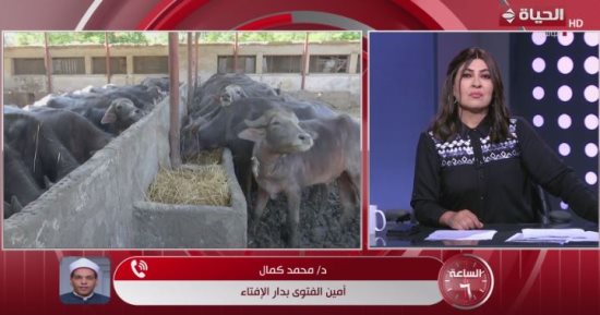 أمين الفتوى: صك الأضحية لا يؤثر على الثواب والأجر كاملا