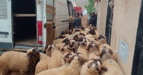 عيد بلا أضحية فى المغرب.. حملات على المنازل لضبط المواشى لمنع ذبحها بالعيد
