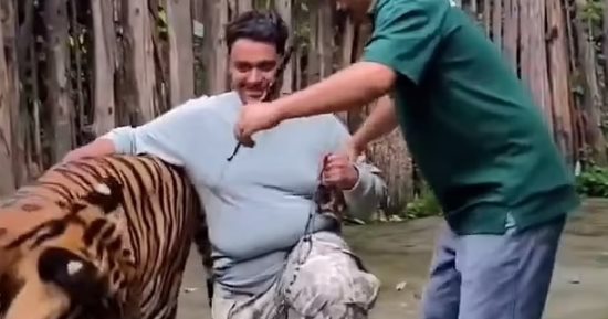 نمر ضخم ينقض على سائح حاول التقاط سيلفى معه فى تايلاند.. فيديو