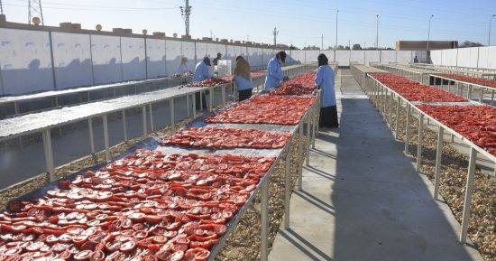 أبواب خير توفر فرص عمل لأهالى الأقصر قريبا.. المزرعة النموذجية بالرزيقات ومجمع تجفيف الطماطم بالكيمان ومجمع الصناعات بقرية السلام أبرزها.. والمحافظة توقع عقود تشغيل المواقع الاستثمارية الثلاثة