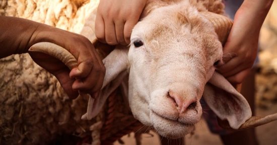 5 أفكار مختلفة لاستخدام جلود الأضاحى.. أوعى ترميها