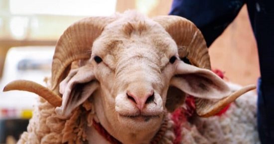تفسير حلم ذبح الخروف فى العيد.. تغيير وظيفة أبرز التأويلات