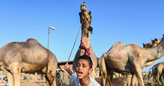 عاصمة تجارة الجِمال.. انتعاش حركة بيع الأضاحى فى سوق برقاش