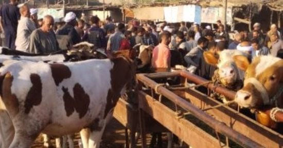 تسمين العجول.. "المعادلة الذهبية" لتعظيم الأرباح وجودة اللحوم