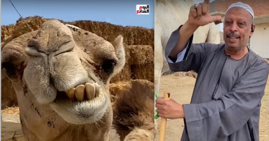 إزاي تعرف عمر الجمل وعيوبه.. أسرار ما يعرفهاش غير التاجر الشاطر.. فيديو