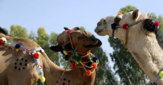 تزيين الجِمال.. منصات إلكترونية لبيع أضاحى العيد فى باكستان