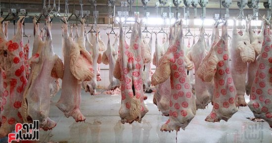 464 مجزراً.. التنمية المحلية والبيئة استثمرتا مليارات الجنيهات لتأمين مائدة المصريين وإنهاء فوضى الذبح العشوائى بالتكنولوجيا الخضراء.. عيد أضحى بلحوم آمنة وصفر مخلفات.. غرامات تصل لـ10 آلاف جنيه عقوبة للمخالفين