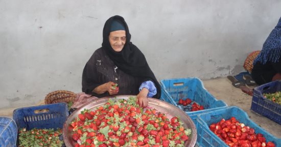 "موسم أسعد الكل".. فراولة القليوبية من المزارع لموائد العالم.. زيادة الإنتاجية من المحصول هذا العام مُبشرة بالخير والطلب التصديرى كبير.. والمحافظ: المحافظة تصدرت النسبة الأكثر جودة بالجمهورية.. صور