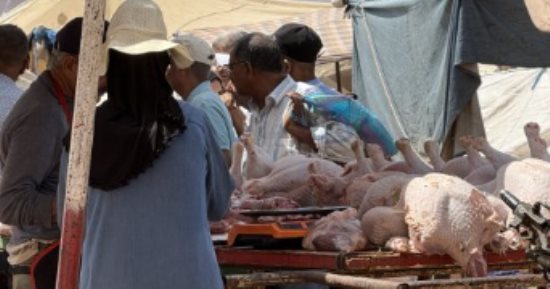 بعد إلغاء شعيرة ذبح الأضاحى بالمغرب.. إقبال كبير على "الديك الرومى"